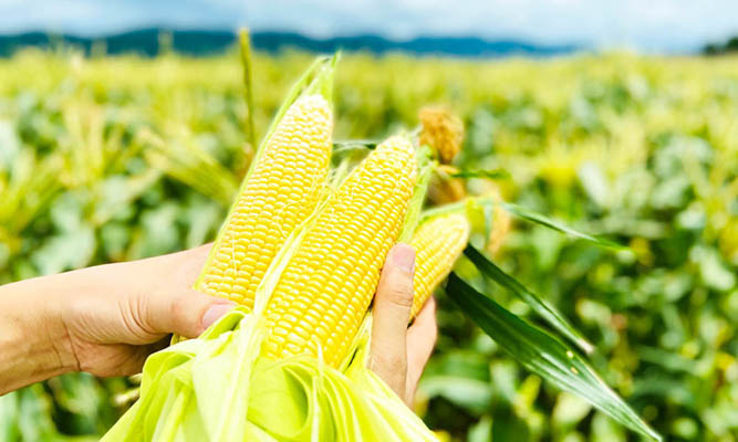 �Ƃ����낱�����n�摜